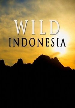 Дикая природа Индонезии — Wild Indonesia (2014)
