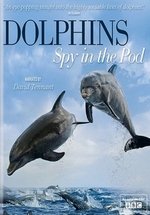Дельфины: Шпион в стае (Дельфины скрытой камерой) — Dolphins: Spy in the Pod (2014)