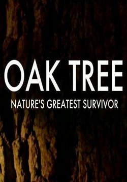 Дуб. Искусство выживания — Oak Tree Nature’s Greatest Survivor (2016)
