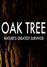 Дуб. Искусство выживания — Oak Tree Nature’s Greatest Survivor (2016)