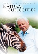 Дэвид Аттенборо. Курьезы природного мира — David Attenborough’s. Natural Curiosities (2012-2015) 1,2,3 сезоны