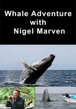 Вслед за китами с Найджелом Марвином — Whale Adventure with Nigel Marven (2013)