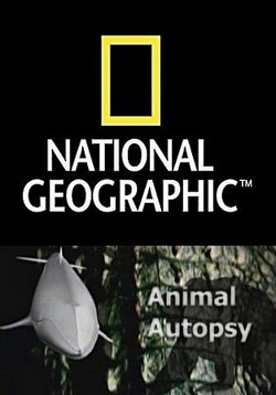 Анатомия крупнейших животных — Animal Autopsy (2010)