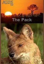 Стая. Красные волки — The Pack. Dhole (2009)
